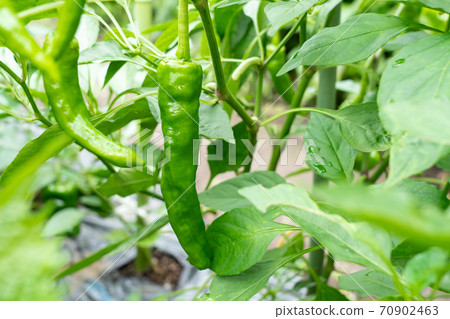 Cultivation of sweet beauty (Amanaga Togarashi) (July) Home garden 70902463