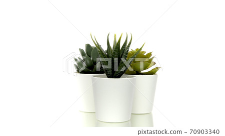 Set of various cactus and succulent plants in pots rotating on white background 70903340