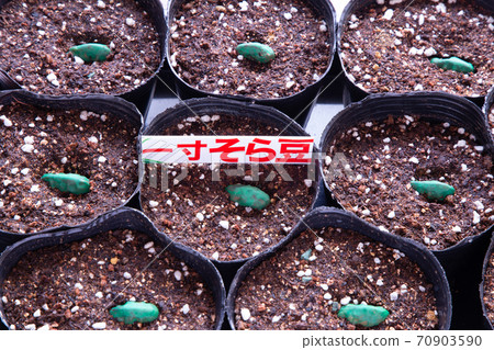 Take a picture. Sowing broad beans into a nursery pot. Image of gardening. Take a picture. Sowing broad beans into a nursery pot. Image of gardening. 70903590