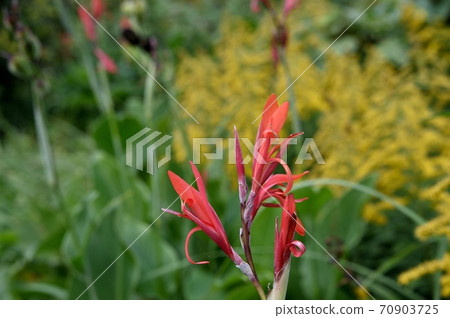 Wild canna dandoc Wild canna dandoc 70903725