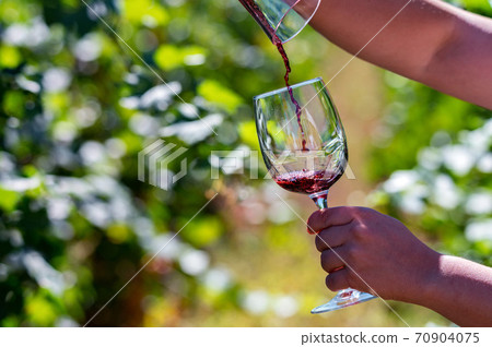 Hand holds glass with red wine next to grapes in vineyard 70904075