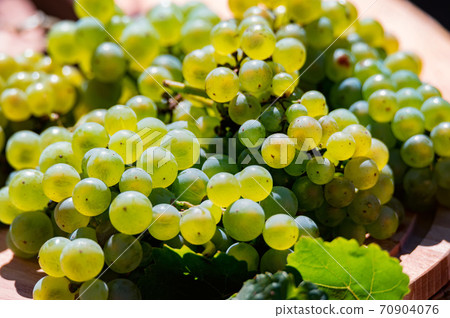 Close-up of white wine grapes under the sun background 70904076