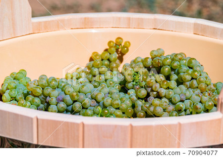 Close-up of white grape harvest in a wooden tub 70904077