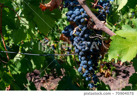 Close up of big bunch of grapes on vine close 70904078