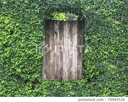 Green color leaves cover old wall and window nature architecture building style. Green color leaves cover old wall and window nature architecture building style. 70904526