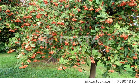 Red orange rowan berries on a tree against foliage 70904819