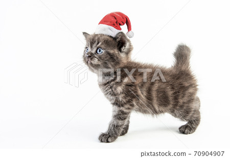Cat baby tabby Kitten Cute Beautifu With christmas hat on white background Cat baby tabby Kitten Cute Beautifu With christmas hat on white background 70904907