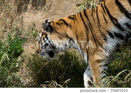 Amur Tora Amur Tora 70905033