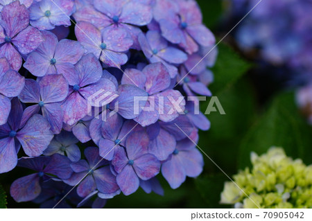 hydrangea hydrangea 70905042