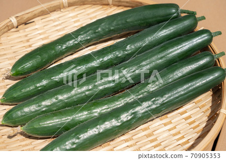 Cucumber prime harvest (August) Home garden Cucumber prime harvest (August) Home garden 70905353
