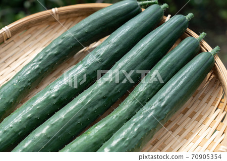 Cucumber prime harvest (August) Home garden 70905354