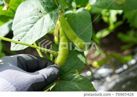 茶葉的栽培和收穫(八月)家庭花園 茶葉的栽培和收穫(八月)家庭花園 70905426
