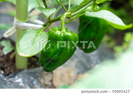 Cultivation of bell peppers (August) Home garden Cultivation of bell peppers (August) Home garden 70905427