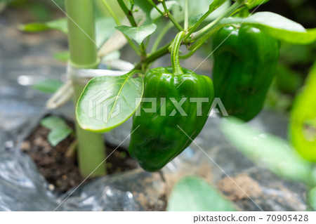 Cultivation of bell peppers (August) Home garden Cultivation of bell peppers (August) Home garden 70905428