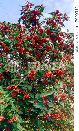 Red orange rowan berries on a tree against foliage 70905564