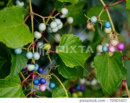 Wild grapes (wild grapes with colorful berries) Wild grapes (wild grapes with colorful berries) 70905807