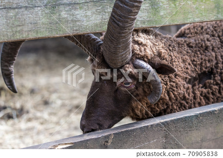 [Zoom of grazing sheep] 70905838