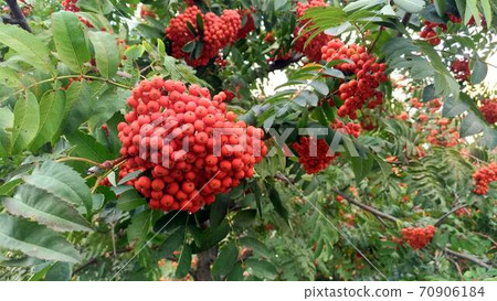 Red, orange rowan berries close-up against foliage Red, orange rowan berries close-up against foliage 70906184