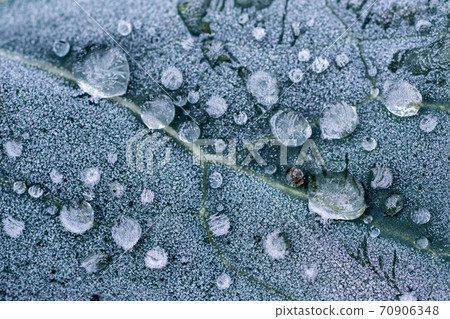 Leaves with frozen water droplets 70906348