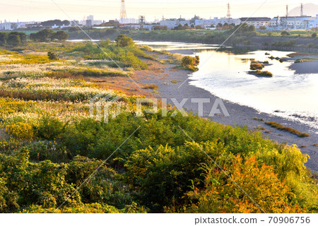 Miscanthus sinensis on the riverbed in the setting sun 70906756