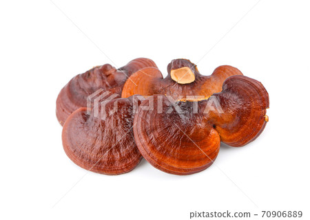 Dried Ganoderma Lucidum Mushroom an isolated on white background 70906889