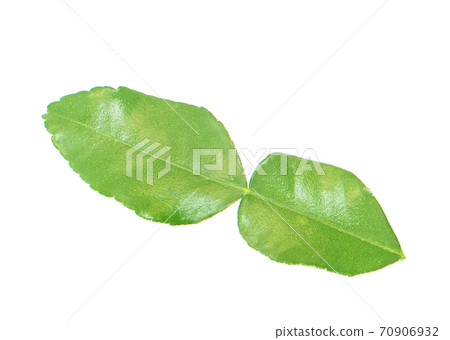 Kaffir lime leaves an isolated on white background 70906932