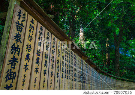 高山山藥院奉獻雪松苗 高山山藥院奉獻雪松苗 70907036