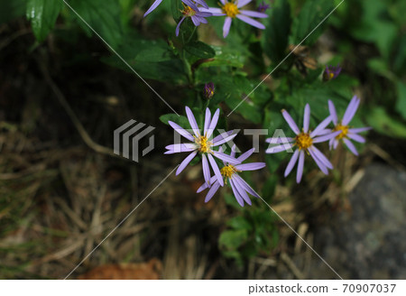 路邊的花 路邊的花 70907037