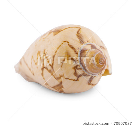 Sea shell isolated on white background 70907087