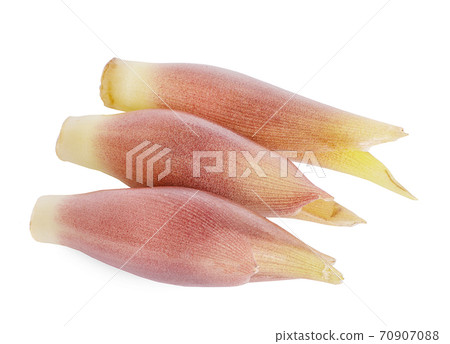 Myoga an isolated on white background. Myoga an isolated on white background. 70907088