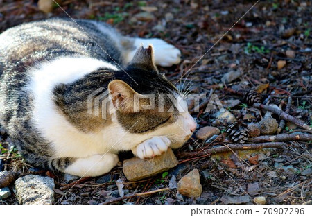 A cat with a stone as a pillow, Kijitora White A cat with a stone as a pillow, Kijitora White 70907296