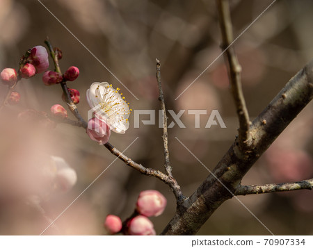 淺粉色梅花 70907334