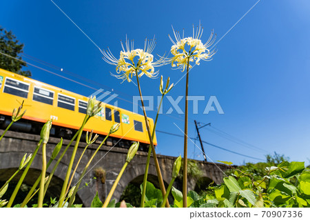 三重縣稻部市北星線眼鏡橋上的黃色火車和白色Higanbana 70907336