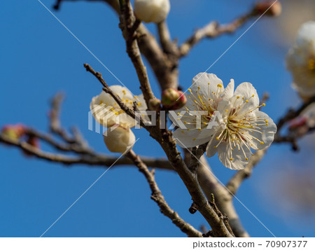 white plum blossom white plum blossom 70907377