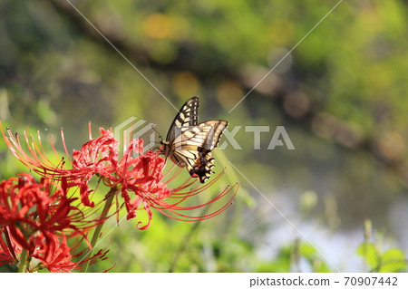 Swallowtail butterfly sucking the nectar of cluster amaryllis blooming in the autumn field Swallowtail butterfly sucking the nectar of cluster amaryllis blooming in the autumn field 70907442