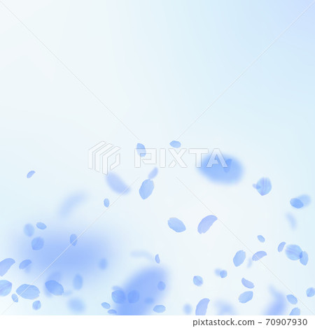Dark blue flower petals falling down. Enchanting r 70907930