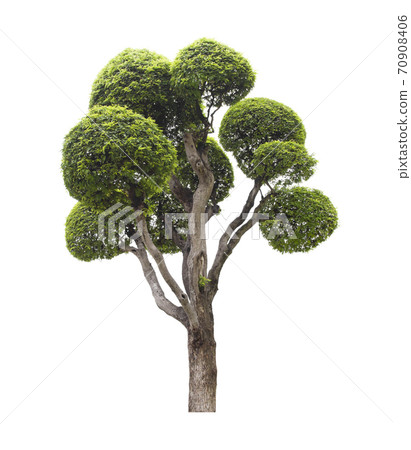 Beautiful green tree isolated on white. Beautiful green tree isolated on white. 70908406