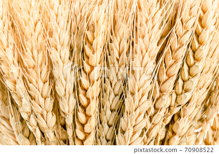 Texture of wheat. 70908522