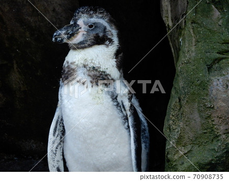 A penguins who talks A penguins who talks 70908735