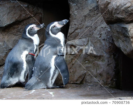 Penguin's Pair Penguin's Pair 70908736