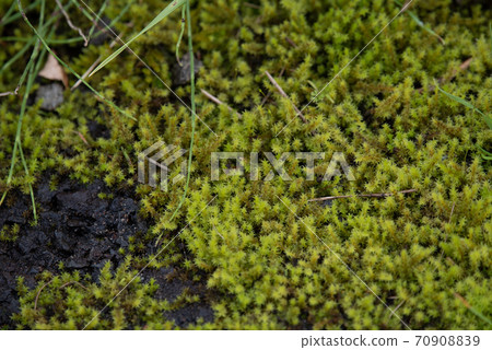 漂亮的沿海植物 70908839