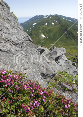 Shiretoko Mountain Range and Ezo Tsugazakura (Shiretoko, Hokkaido) 70908941