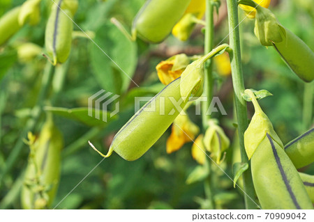 Saya of Koganeta Nukimame Saya of Koganeta Nukimame 70909042