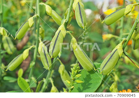 Saya of Koganeta Nukimame Saya of Koganeta Nukimame 70909045