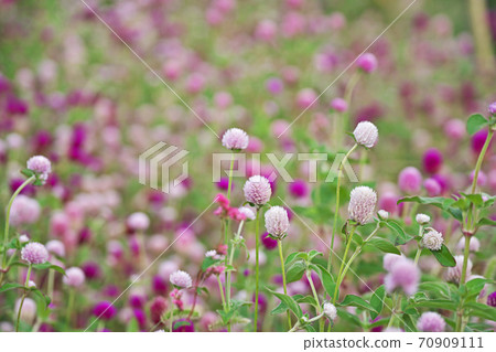 Many blooming flowers of Globe amaranth Many blooming flowers of Globe amaranth 70909111