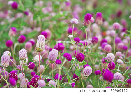 Many blooming flowers of Globe amaranth Many blooming flowers of Globe amaranth 70909112
