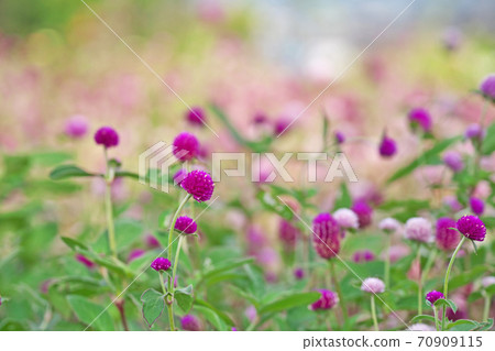 Sennichikou盛開的花朵很多 Sennichikou盛開的花朵很多 70909115