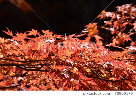 The maple leaves on the Seseragi Kaido turn red 70909179