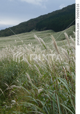 Sengokuhara Susukino Meadow, Kanagawa Prefecture Sengokuhara Susukino Meadow, Kanagawa Prefecture 70909316