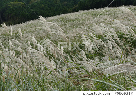 神奈川縣仙石原鈴木牧場 神奈川縣仙石原鈴木牧場 70909317